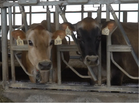 Teat End Condition As a Factor of Properly Tuned Milking Systems