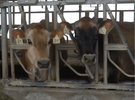 Teat End Condition As a Factor of Properly Tuned Milking Systems