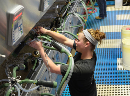 Worker adjusting milking equipment in dairy parlor, focusing on milking liners and teat health for optimal dairy cow milking.