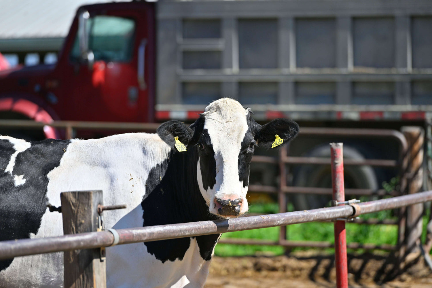 Holstein dairy cow standing in a farm enclosure, representing dairy farming and teat health in a rural dairy parlor setting.
